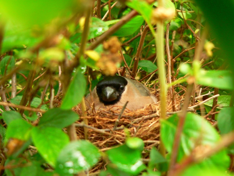 camachuelo comun en el nido